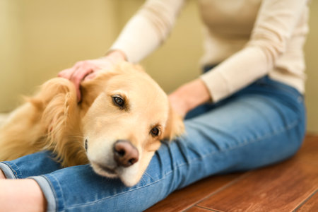 Portrait of woman with healthy dog indoors in at home. Cute golden retrieverの写真素材