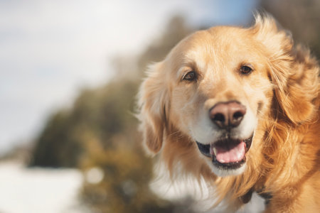 Portrait of happy healthy dog outside in winter season. Cute golden retrieverの写真素材