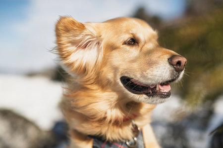 Portrait of happy healthy dog outside in winter season. Cute golden retrieverの写真素材