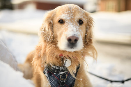 Portrait of happy healthy dog outside in winter season. Cute golden retrieverの写真素材