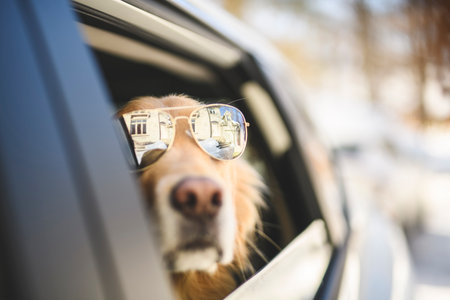 Portrait of happy healthy dog outside in winter season. Cute golden retrieverの写真素材