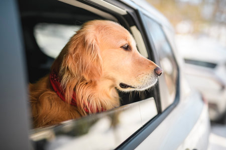 Portrait of happy healthy dog outside in winter season on car. Cute golden retrieverの写真素材