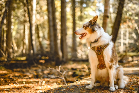 Loving young woman with her shepherd on fall seasonの写真素材