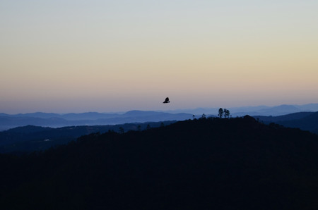 Blue Birdの写真素材