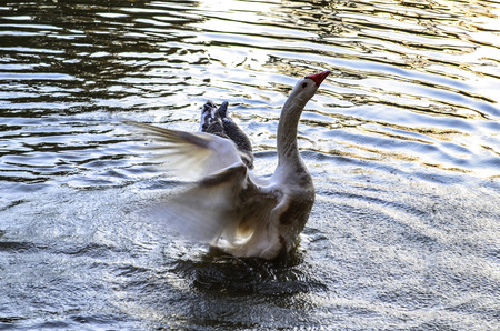 leaderの写真素材