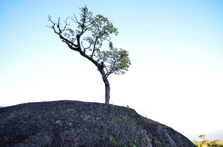 Tree of stoneの写真素材