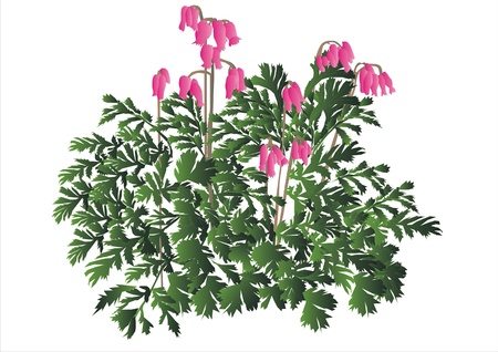 Plant Dicentraのイラスト素材