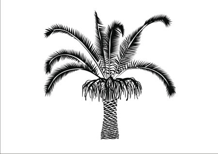 Palmのイラスト素材