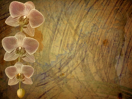 Old postcard for congratulation or invitation with a branch of pink orchidsの写真素材