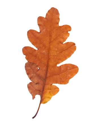 Dried autumn leaves isolated on white background の写真素材
