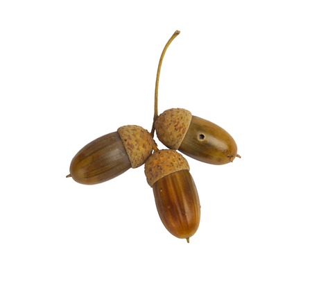 Oak branch with acorns isolated on a white の写真素材