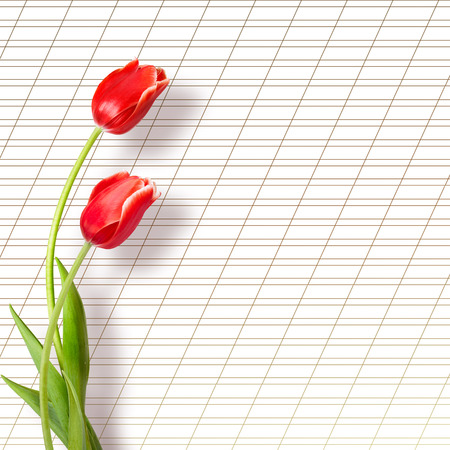 Bouquet of beautiful red tulips with greeting on paper white backgroundの写真素材