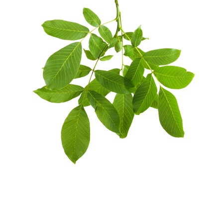 Branch walnut with unripe nuts and dense foliage, isolated on white backgroundの写真素材