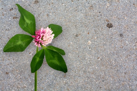 Old shabby cement wall with bouquet of delicate pink clover の写真素材