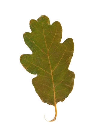 Dried autumn leaves isolated on white background の写真素材