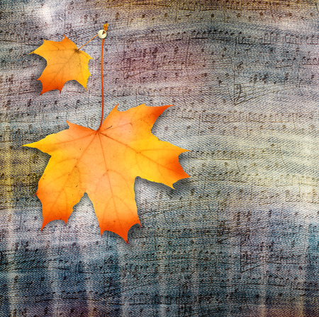 Autumn maple branch with leaves on blue jeans backgroundの写真素材