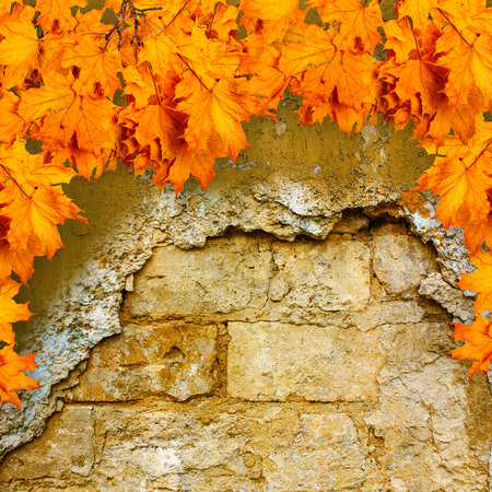 Bright orange autumn leaves on the background of an old brick wallの写真素材