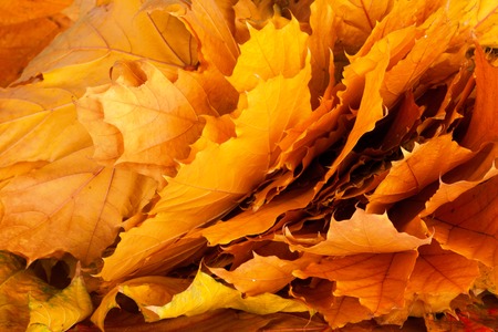 Bright and colorful background of fallen autumn leaves の写真素材
