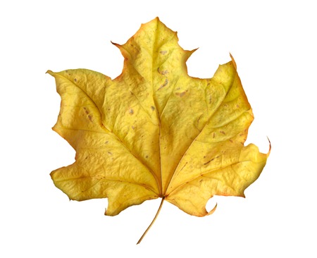 Bright yellow maple leaf on white background isolated