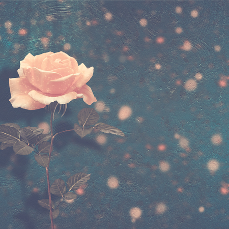 Beautiful yellow rose with green leaves on the abstract multicolored background
の写真素材