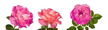 Set of beautiful pink roses for design isolated on white backgroundの写真素材