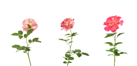 Set of beautiful pink roses for design isolated on white backgroundの写真素材