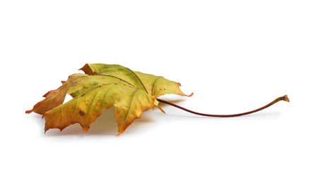 Autumn maple branch with leaves isolated on  white background
