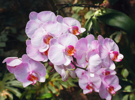 Beautiful pink orchid branch on abstract blurred backgroundの写真素材