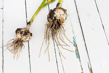Fresh ripe harvested garlic on a wooden table on outside in clods of earthの写真素材