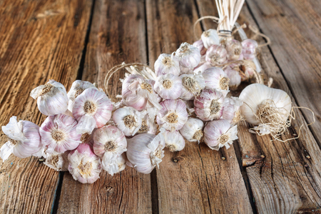 Bundles of fresh garlic dried on vintage wooden table.  Copy space.の写真素材