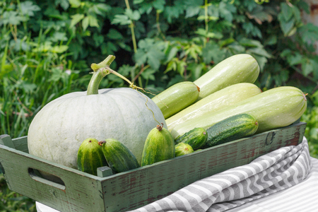 Harvest of ripe cucumber squash and pumpkin in  wooden box on  wooden table in  background of  gardenの写真素材