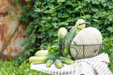 Harvest of ripe cucumber squash and pumpkin in  metal basket on  wooden table in  background of gardenの写真素材