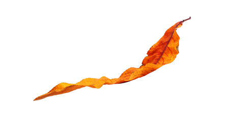 Autumn  branch with leaves  isolated on white backgroundの写真素材