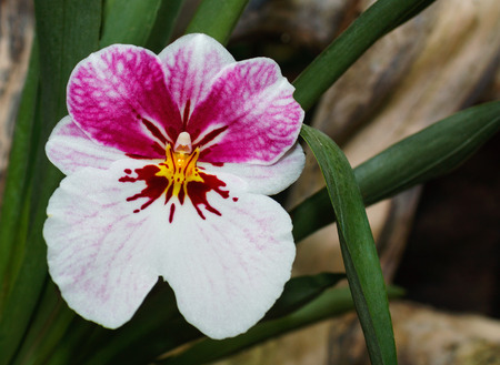 Beautiful pink orchid branch variety Miltonia   on abstract blurred backgroundの写真素材
