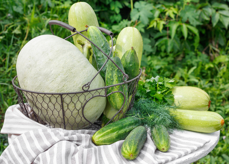 Harvest of ripe cucumber squash and pumpkin in  metal basket on  wooden table in  background of gardenの写真素材