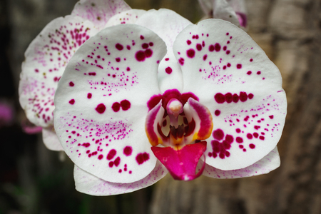 Beautiful pink orchid branch variety Phalaenopsis  on abstract background outdoor in  gardenの写真素材