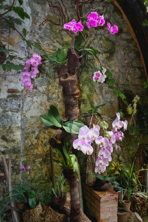 Beautiful pink orchid branch on abstract blurred backgroundの写真素材