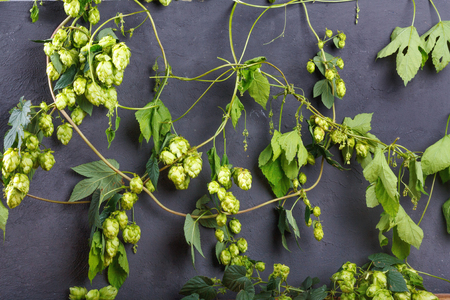 Thickets of ripe green hops with cones and seeds on black stone wallの写真素材