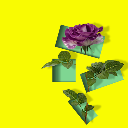 Contemporary modern art poster with beautiful  rose on  abstract colorful background. Conceptの写真素材