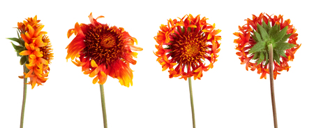 Set of beautiful bright red flower Gaillardia coahuilensis, Family Asteraceae on white isolated backgroundの写真素材