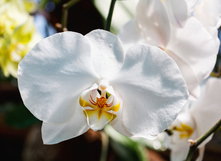 Beautiful pink orchid branch variety Phalaenopsis Singolo on abstract blurred backgroundの写真素材