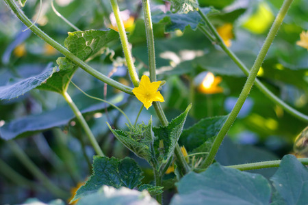 Young plant cucumber with yellow flowers. Juicy fresh cucumber on a background of leavesの写真素材
