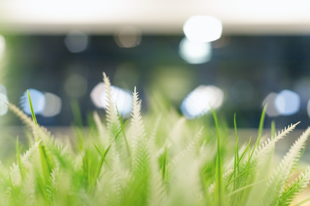 Blurred green background of grass and plants with bokeh effect for designの写真素材