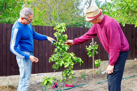 Two diligent serious positive friendly farmers discuss taking care of young pear tree in outdoor gardenの写真素材