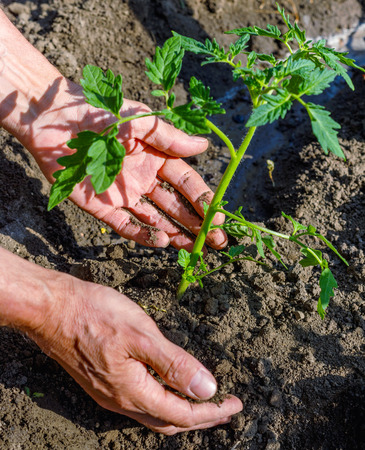 Man farmer planting tomato seedlings in garden outdoors. Strong hands close upの写真素材
