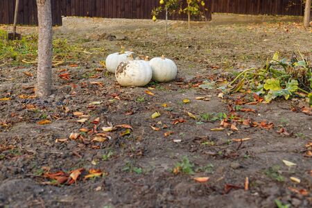Harvest large ripe pumpkins in October on the garden. Autumn sunset sunの写真素材