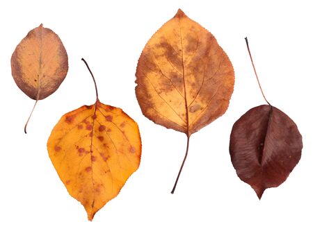 Autumn  branch with leaves  isolated on white backgroundの写真素材
