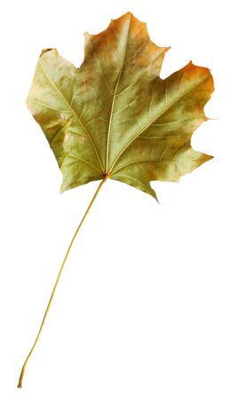 Autumn maple branch with leaves  isolated on white backgroundの写真素材