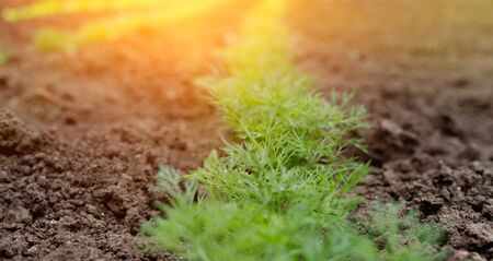 Bed of fresh green dill in the village gardenの写真素材
