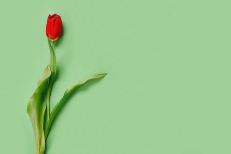 One beautiful red tulip on  delicate green background. Flat lay Top view with copy space for  your text.の写真素材